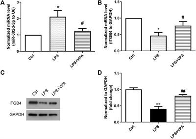 Valproic Acid Protects Chondrocytes from LPS-Stimulated Damage via Regulating miR-302d-3p/ITGB4 Axis and Mediating the PI3K-AKT Signaling Pathway